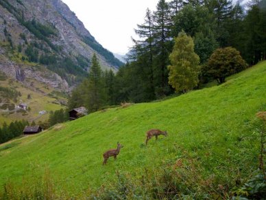 Шале Bergheim Церматт